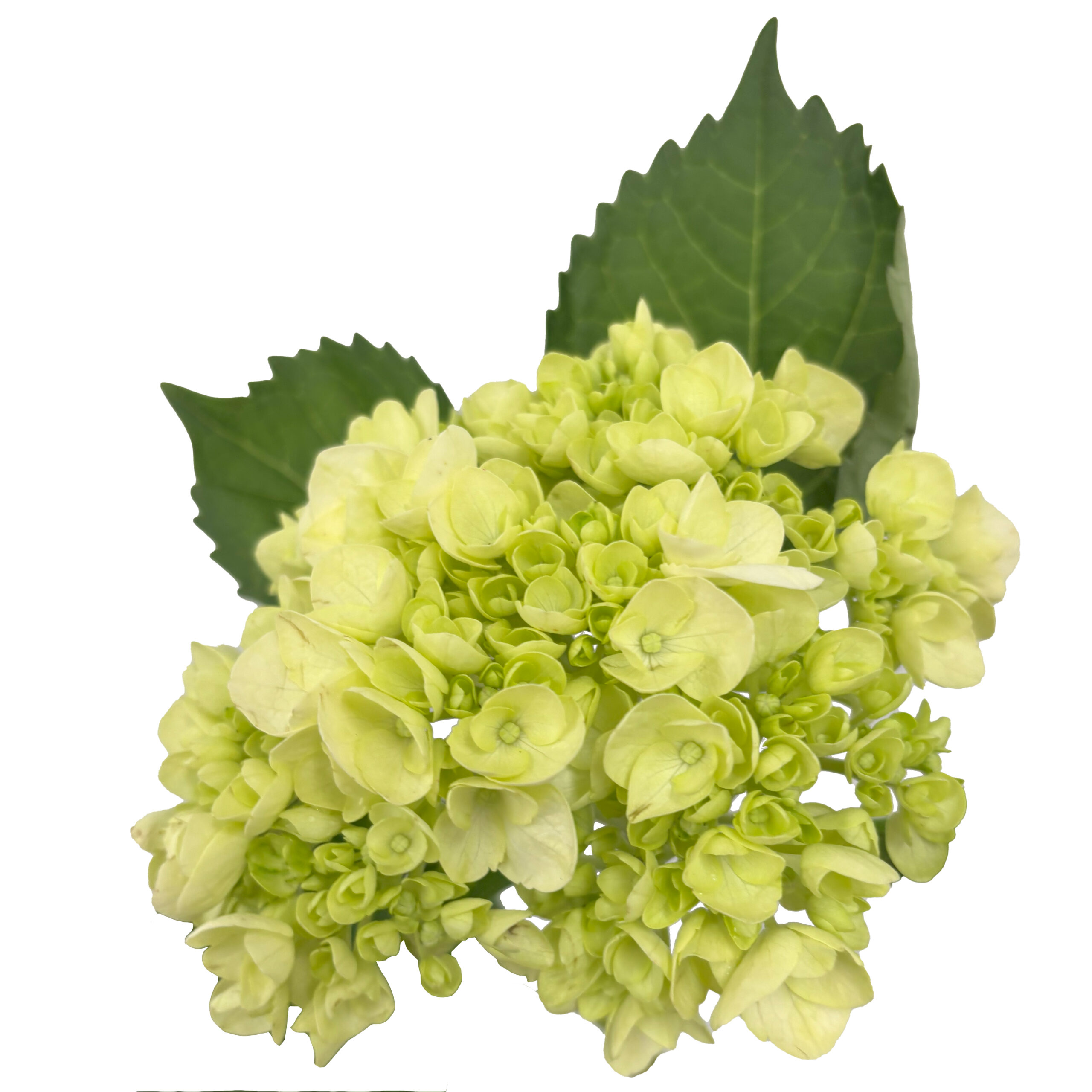 green mini hydrangea